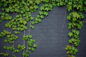 Brick wall with vine branches. Background