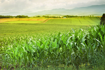 corn plant field