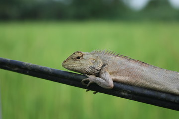 outdoor nature chameleon