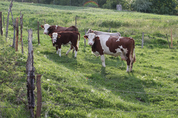 Cows on a green field