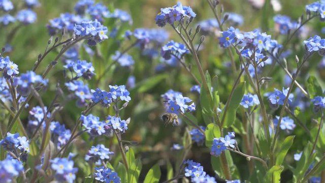 the bee crawls on the blue flower
