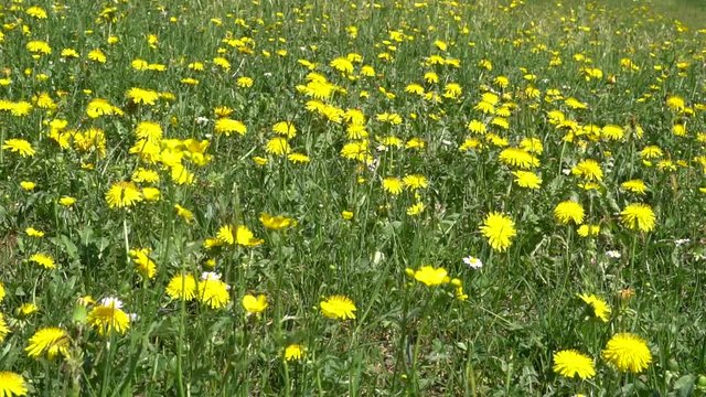 L&ouml;wenzahnbl&uuml;ten bewegen sich im Wind, Bl&uuml;tenmeer