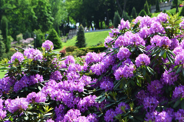 summer park Ukraine