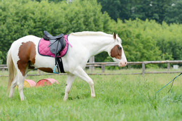Beautiful piebald young horse running in the field.