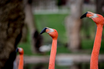 Fototapeta premium Pink flamingo in a garden in the city of Madrid, Spain