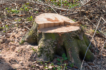 Stump from big removal tree in the wood