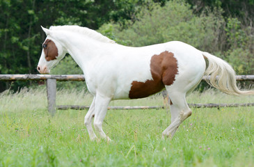 Beautiful piebald young horse running in the field.