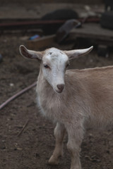 little goats in the stable on the farm, маленькие козлята в стойле на ферме 