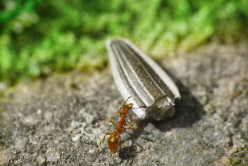 Red Ant carrying bird food