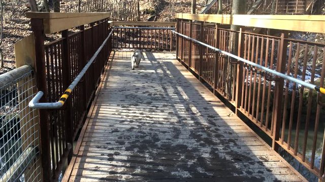 Cockapoo dog taking a stroll on a bridge in the park