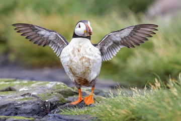Puffin with its wings spread out on the Farne Islands in Engelena, United Kingdom