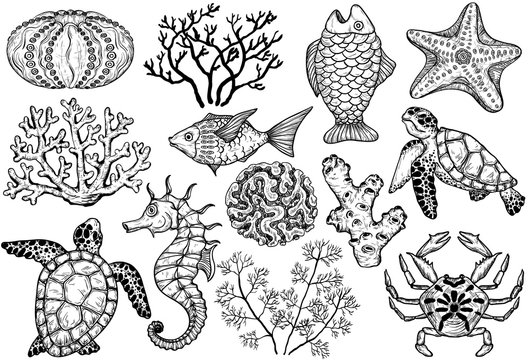 Sketch of sea shells, fish, corals and turtle. Hand Drawn vector illustration.