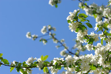 Apple-tree flowers on sky background of a spring garden