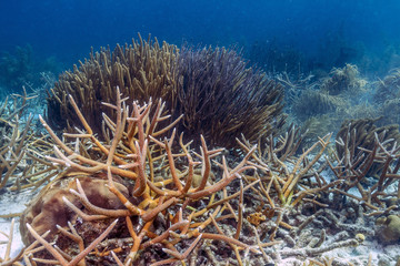 Caribbean coral reef staghorn coral,Acropora cervicornis