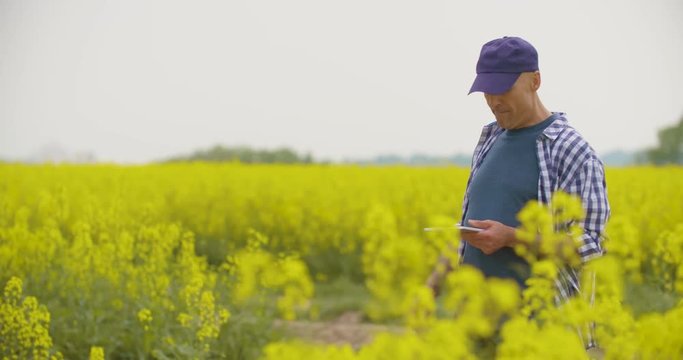 Farmer Using Digital Tablet Examining Rape Blossom On Field