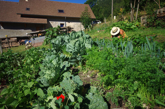 jardinage - récolte de légumes au potager