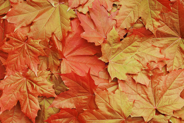 Naklejka na ściany i meble Orange autumn maple leaves as very bright colorful natural background close up top view. Back to school background.
