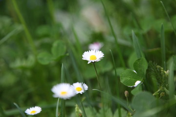 Flowers of chamomile chamomile in drops of morning dew. Joyful morning mood..