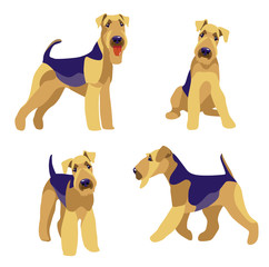 Airedale Terrier dogs set on a white background vector illustration