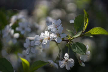 The cherry-trees bloomed in May in Latvian gardens.