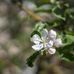 The apple-trees bloomed in May in gardens.