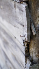 nail hooked old wooden wall