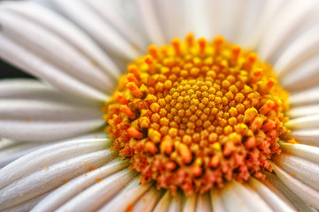 macro flower