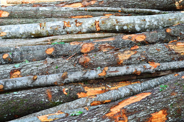 Textured background of large pile of wooden logs as firewood for home heating.