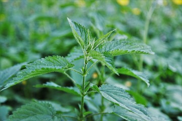 Natural herbal medicine background - bunch of common nettle (Urtica dioica) in close-up.