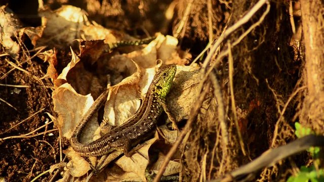Sand lizard. Lacerta agilis in the sun. Sand lizard on the hunt. 23