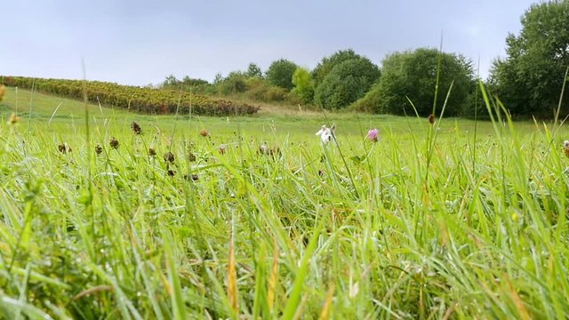Parson russell terrier bitch bounces across a summer meadow with wild flowers stopping next to the camera to look attentive to the right, slow motion daylight shot on location in germany, approx. 28s
