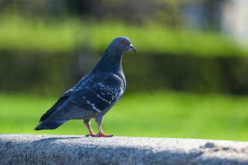 Portrait of a dove in a park