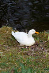 Obraz premium White duck sitting