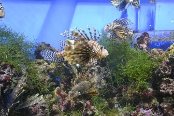 Рыба зебра в аквариуме