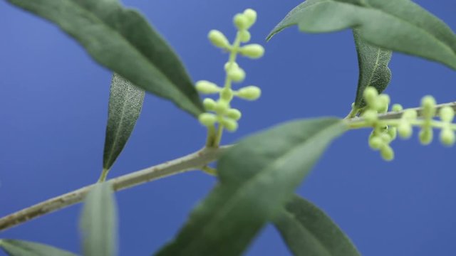 Fiori dell'olivo