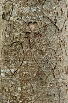 Im Baumrinde geschnitzte Herzen