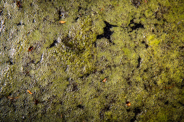bubbles on swamp water surface