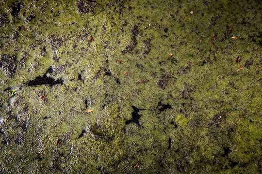 bubbles on swamp water surface