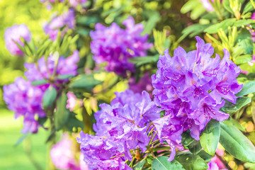 Obraz na płótnie Canvas Natural flower background. Amazing view of colorful rododendron blooming in the garden under sunlight. Spring Day. Outdoors.
