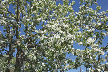 blooming Apple tree against blue sky