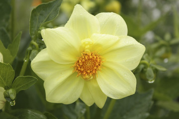 creamy yellow Dahlia