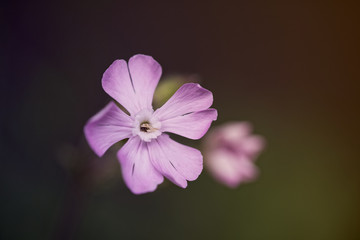 Fototapeta premium The light colors purple. Close up on small white flower with purple shades on the petals. Natural light sun at sunset