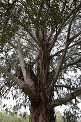 Eucalyptus en Corse au printemps