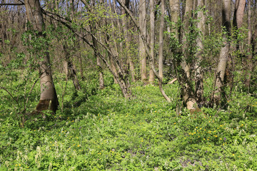 bright spring grass in forest