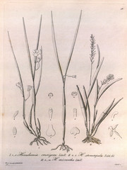 Illustration of orchid.