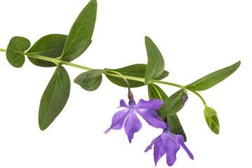 Blue flower of periwinkle, lat. Vinca, isolated on white background