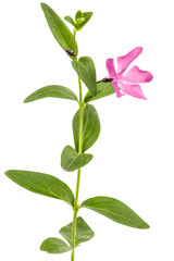 Pink flower of periwinkle, lat. Vinca, isolated on white background