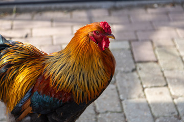 Colorful chicken