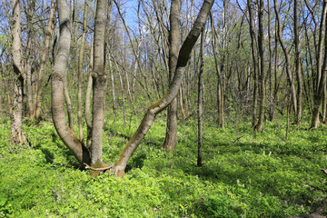 Fototapeta premium spring in forest