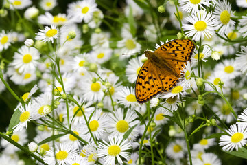 Schmetterling